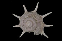 藏品(星螺)的圖片